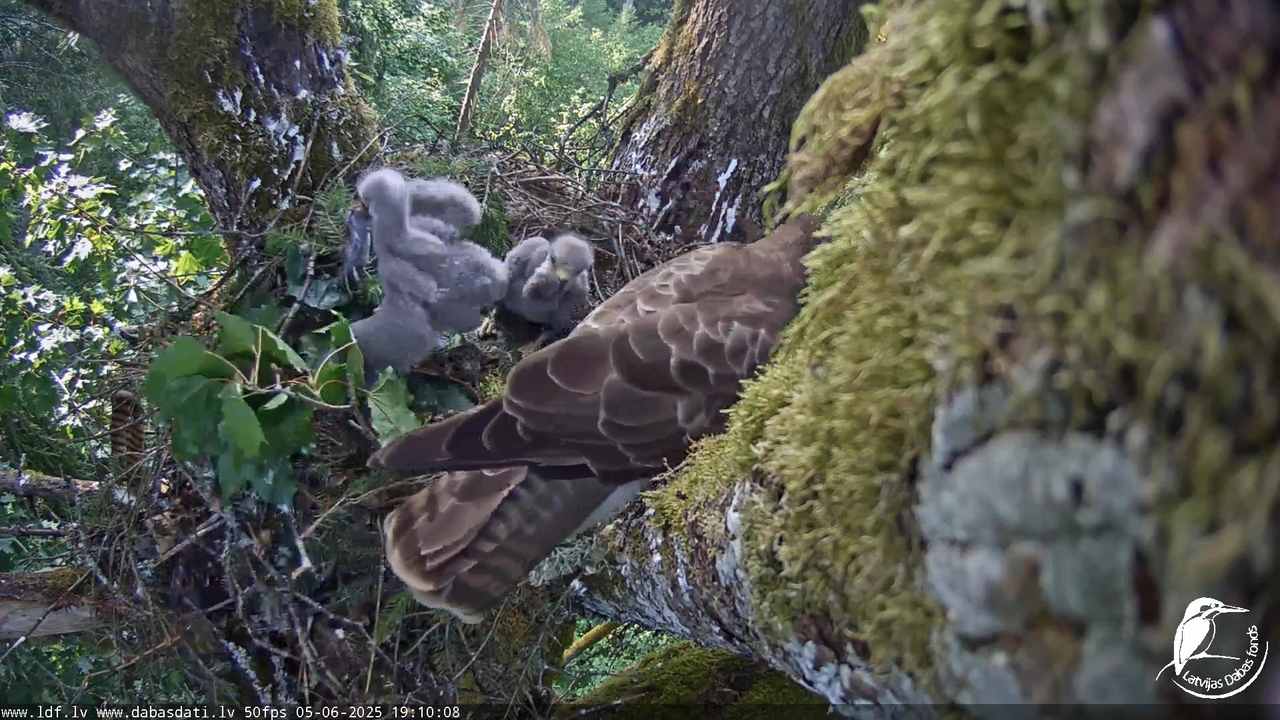 Melnās klijas (Milvus migrans) Kurzemē_ peļu klijāni (Buteo buteo) 16-27-18 screenshot