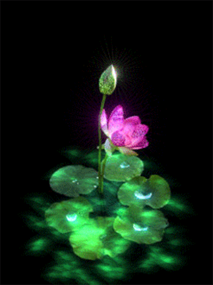 14f5560d58c60f7a25791cde8f445d4fplant.gif