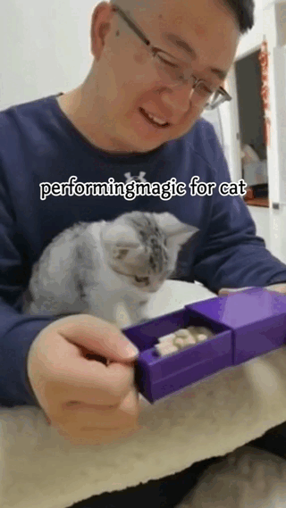Cats-01.gif