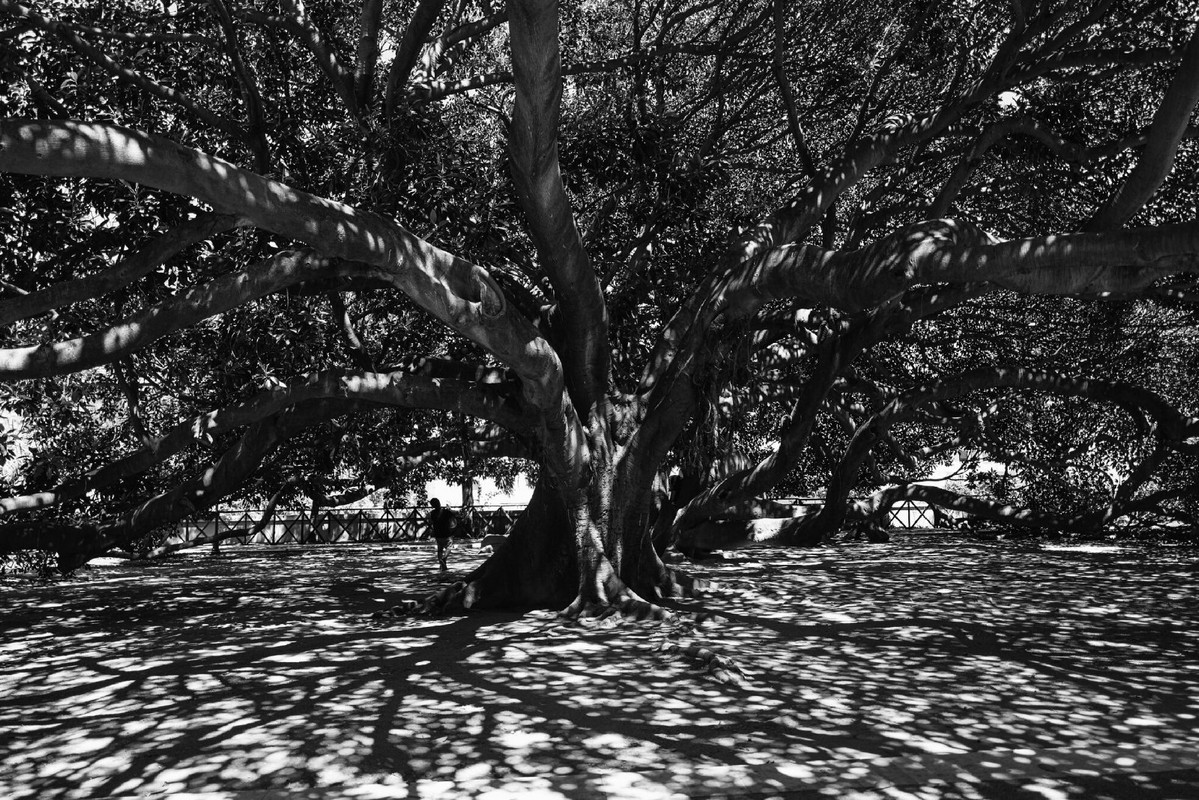 blacknwhite-tree-of-life.jpg