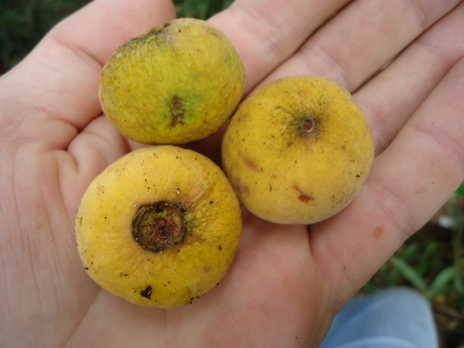 Campomanesia guazumifolia