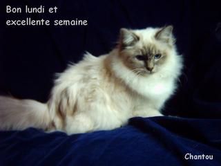 Lundi 3 Décembre 2018... LUNDI-SEMAINE-EXCELLENTE-CHAT-F-X
