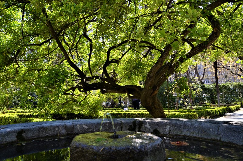 JARDIN BOTANICO-13-4-2013-MADRID - Paseando por España-1991/2017 (40)