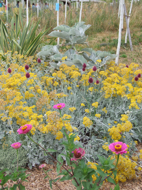 BUGA 23: Gärten der Zukunft? Zinnien und Trockenpflanzen
