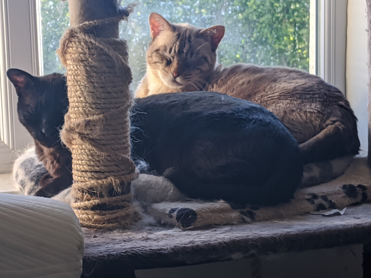 IMG 20200515 183825 Copy