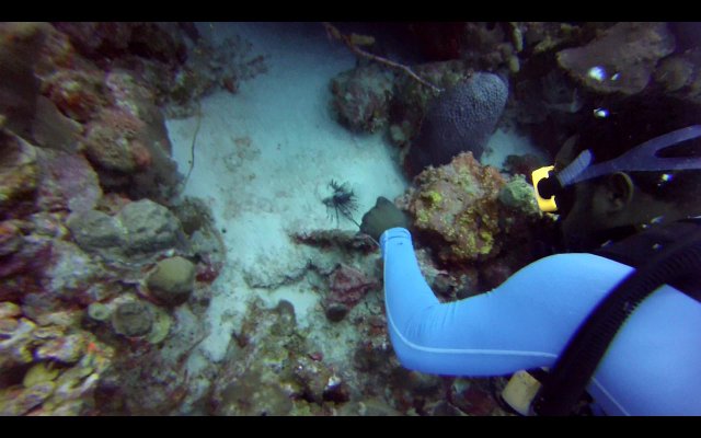 BONAIRE - Buceo+ Snorkel + Relax - Blogs de Caribe - Buceo en Calabas y The Lake. Snorkel. (6)