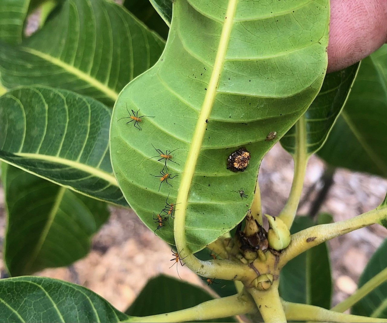 Mango Critters