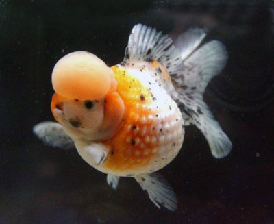 98F31492-8A1F-4C68-BC27-73344C29B4C0