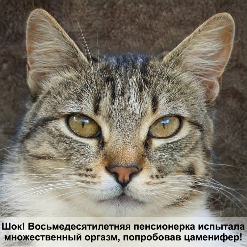 бенгальская кошка самая дорогая