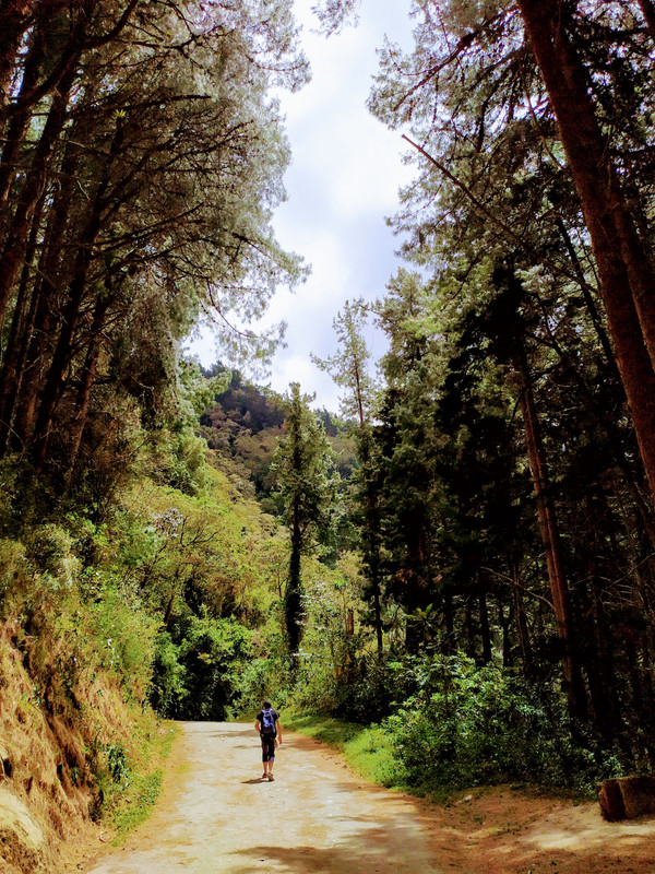 Colombia por libre en 18 días - Blogs de Colombia - Valle del Cócora y Salento (9)