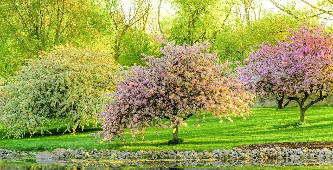 весенний садаа