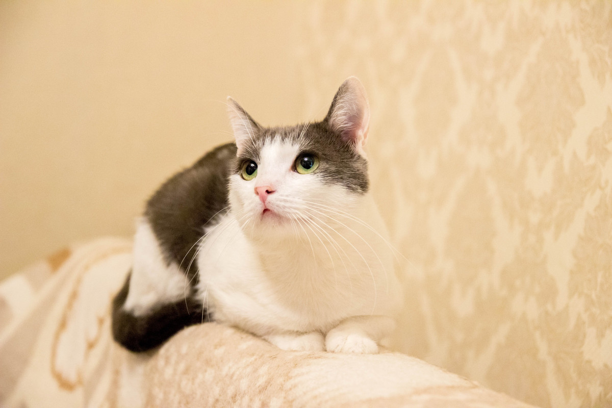 бело-серая-1-3