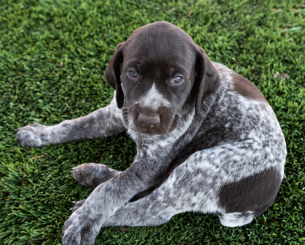 A1400Puppies4-25-2019_0181