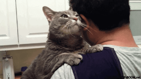 giphy