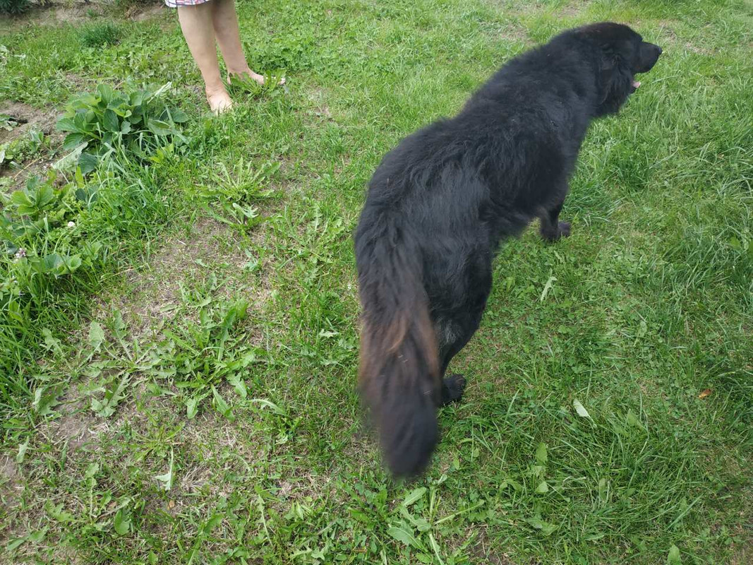 Черная собака2