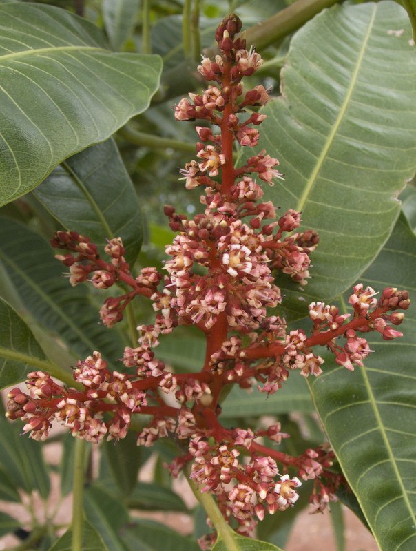 odorata