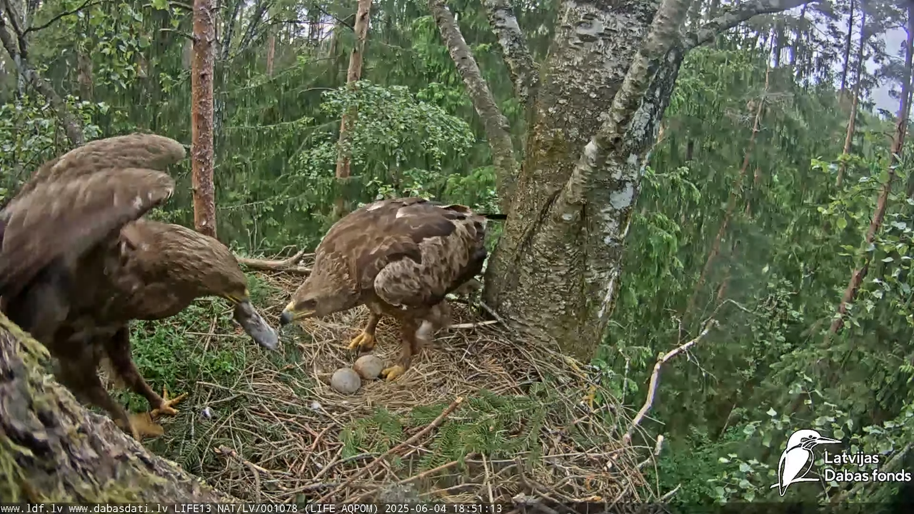 Mazais ērglis (Clanga pomarina), ligzda bērzā 13-37-58 screenshot (1)