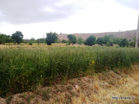 چشم اندازهایی از مزرعه قنات خانیک 1392