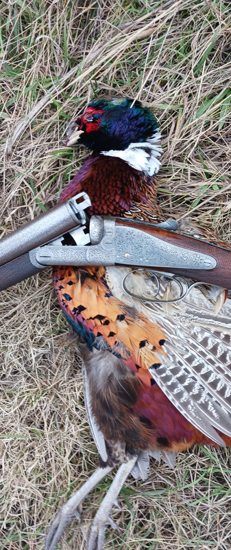 [Linked Image from i.postimg.cc]