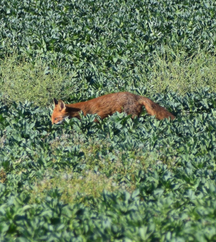 DSC_0550