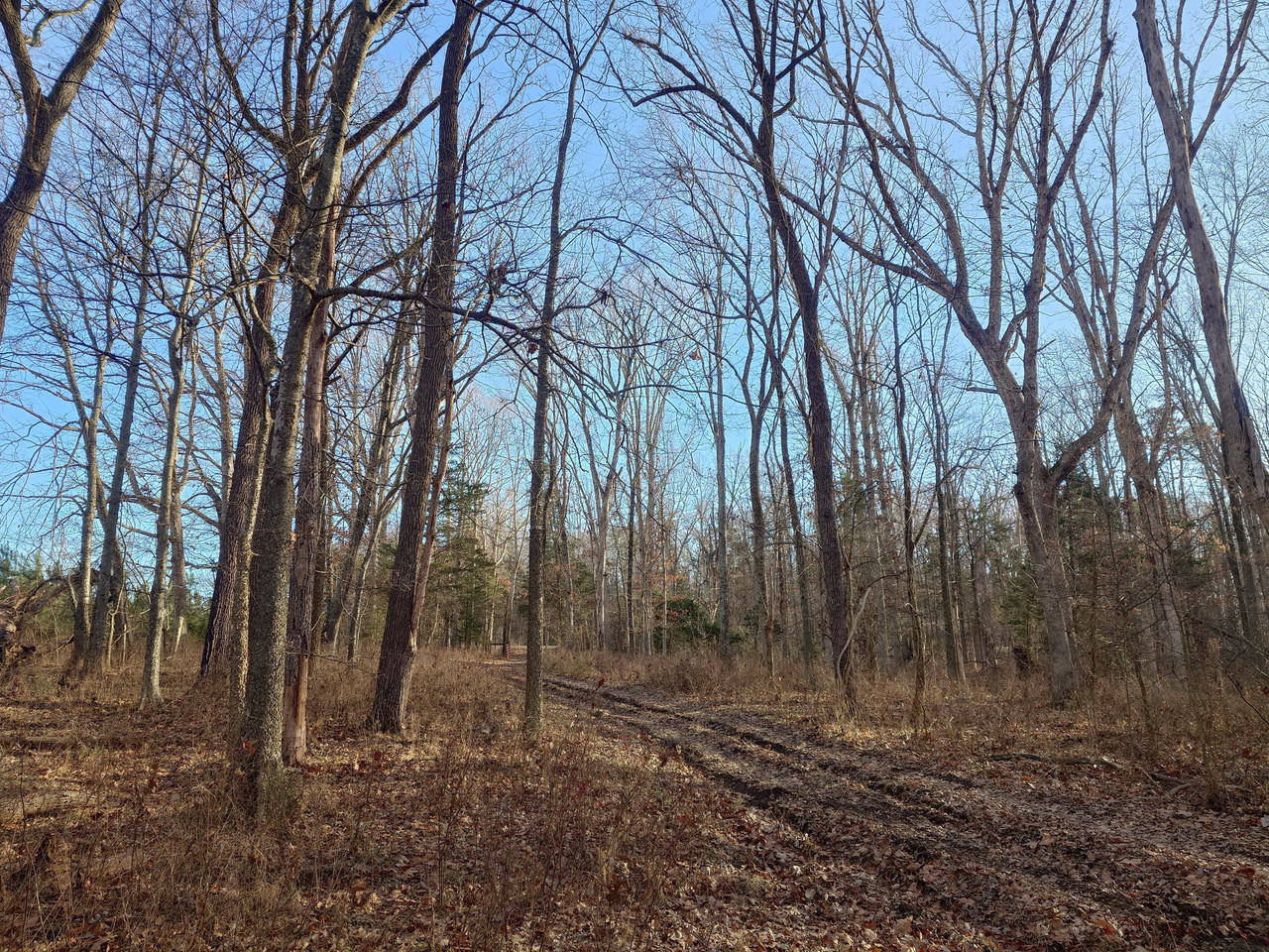 Out and about collecting firewood