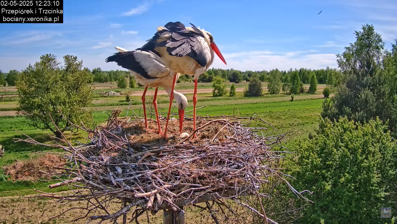 02052025bociany15