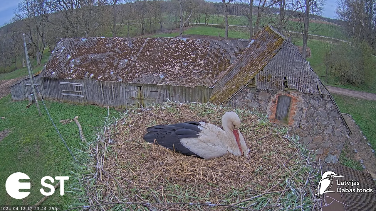 Baltie stārķi (Ciconia ciconia) Tukuma novadā - LDF tiešraide __ White storks in Tukums, Latvia 13-2