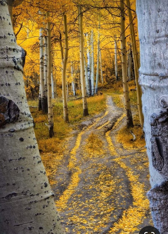 Screenshot_20240131_210853_Pinterest