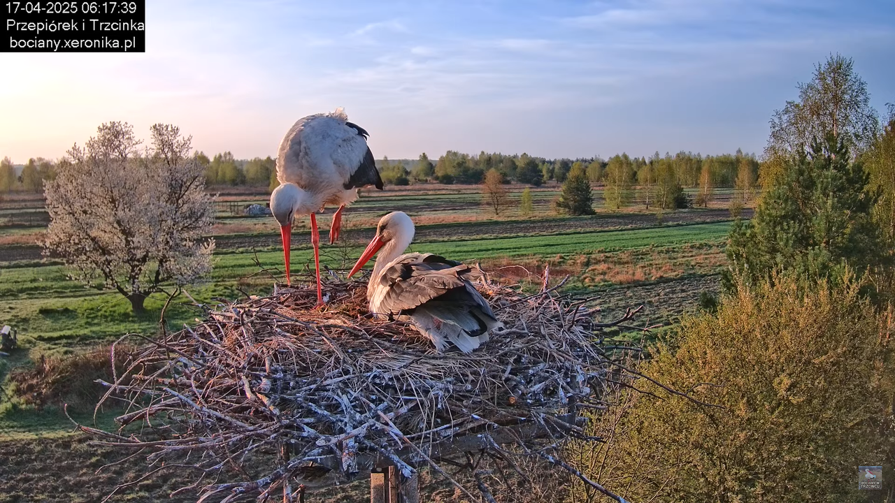 17042025bociany4
