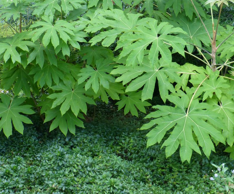 2014-07-13 Arboretum Härle 54a