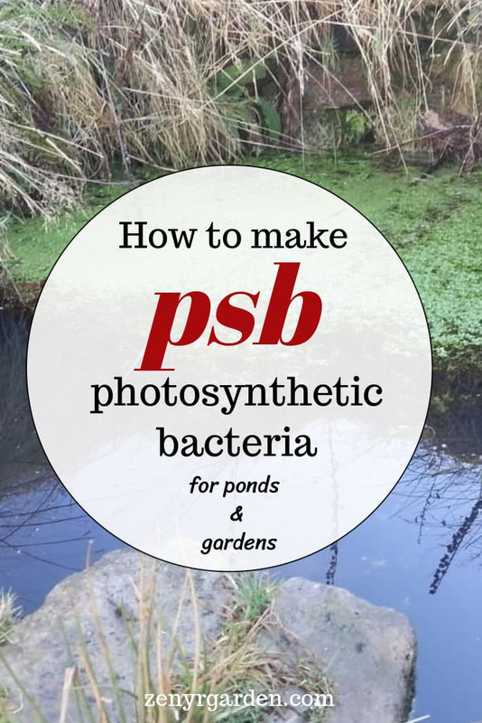 how-to-make-psb-photosynthetic-bacteria-pin.jpg