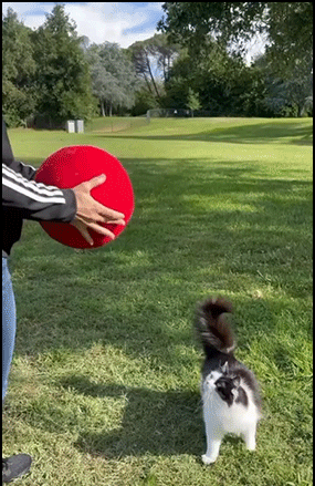 Amazing-Cat-GIF-Affectionate-and-agile-cat-jumps-on-big-red-balloon-ok-cats.gif