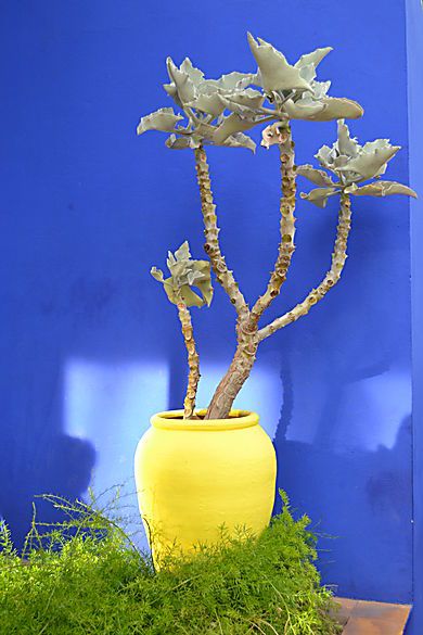 yellow-vase.jpg