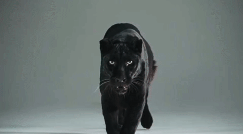 IMG-3334.gif