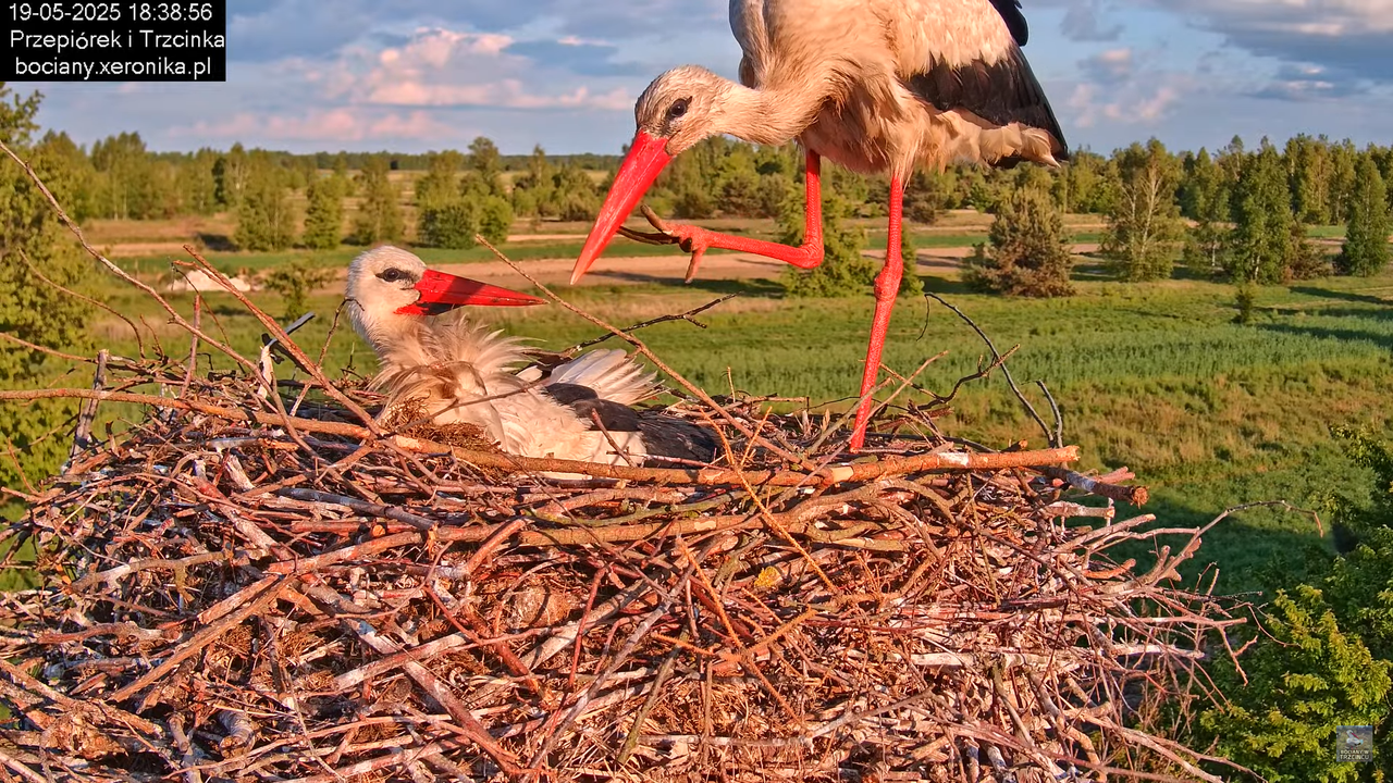 19052025bociany29