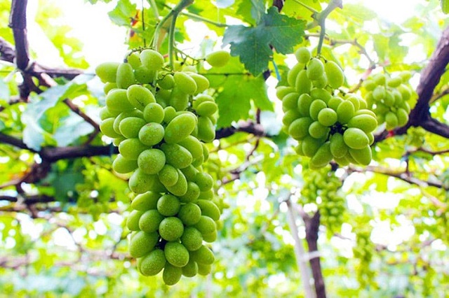 giong-cay-nho-ninh-thuan-co-gi-dac-biet.jpg