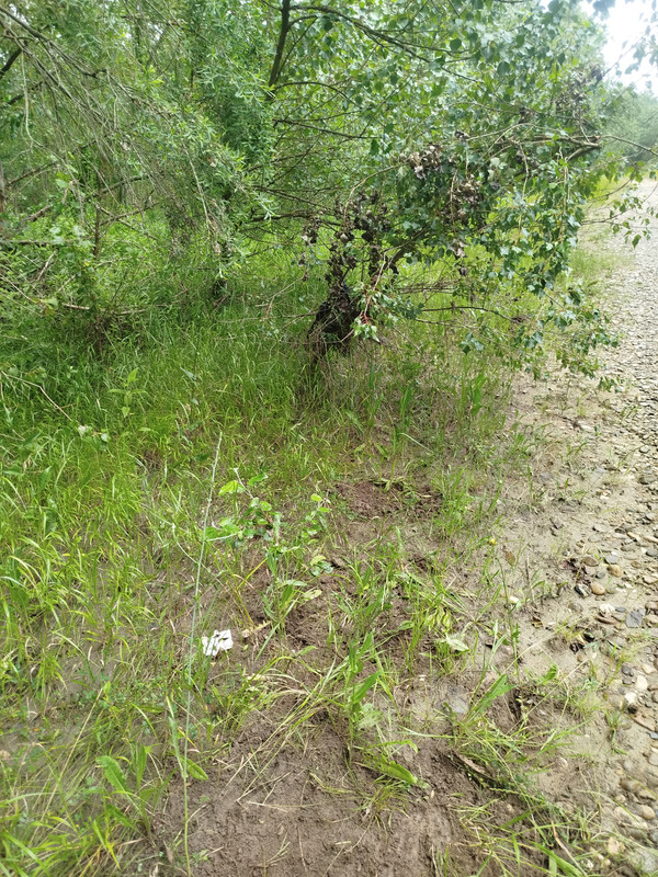 IMG 20260628 185809