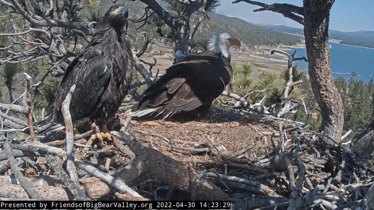 Webp.net-gifmaker (4)