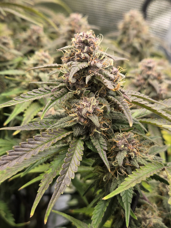 Messenger creation 6868E572 E485 4B35 AA5F 67E105D25A84