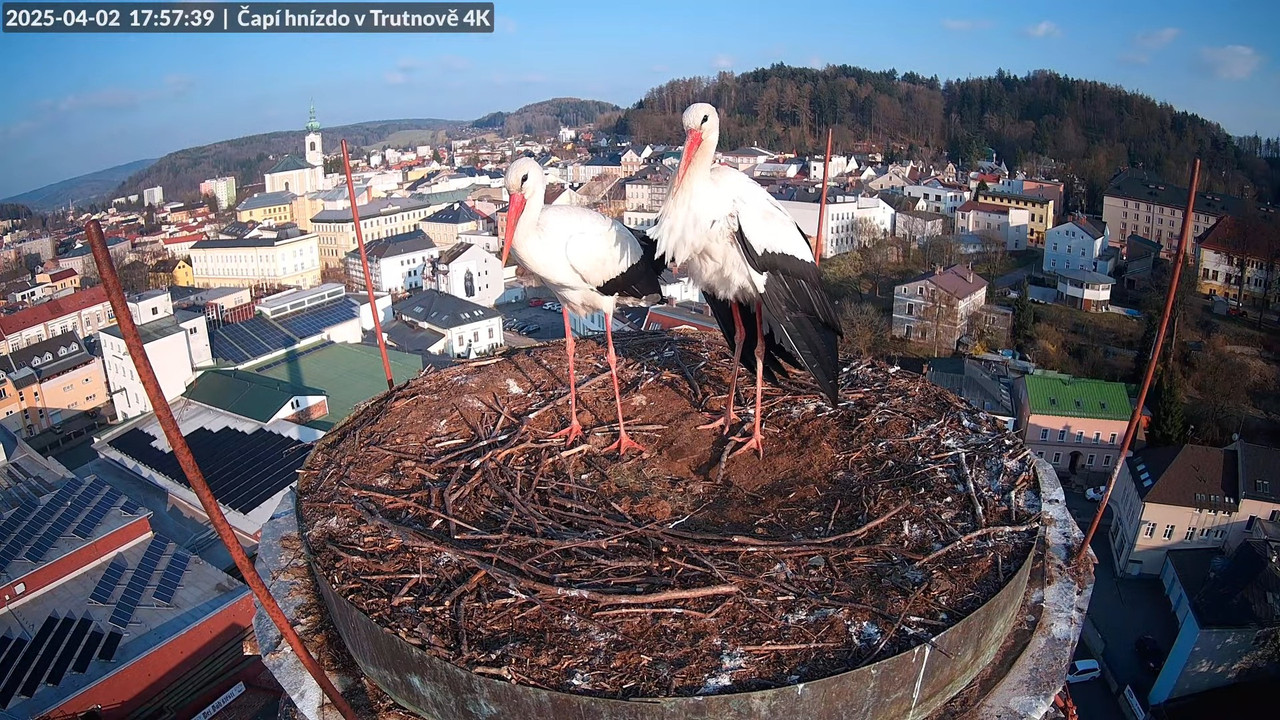 Tiešraidē no stārķa ligzdas uz alus darītavas skursteņa Trutnovā 14-40-24 screenshot