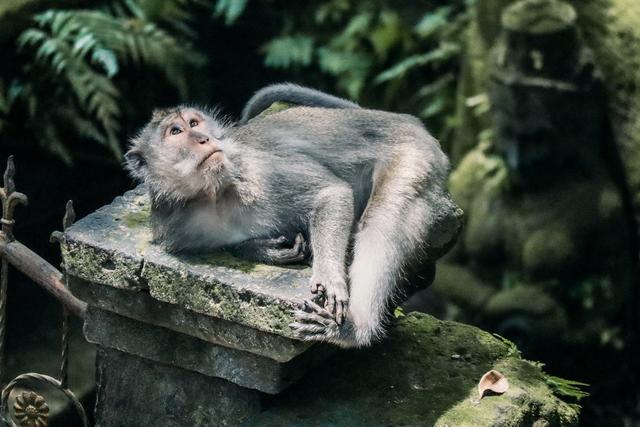 Bali (Ubud) - Singapur e Indonesia 2018 (5)