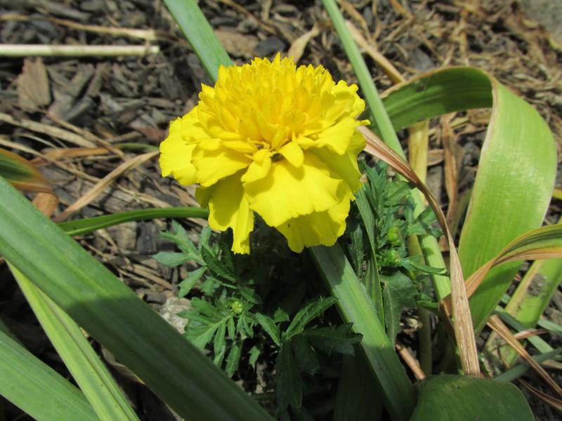 Lawn and Gardens 05.26.2019  (5)