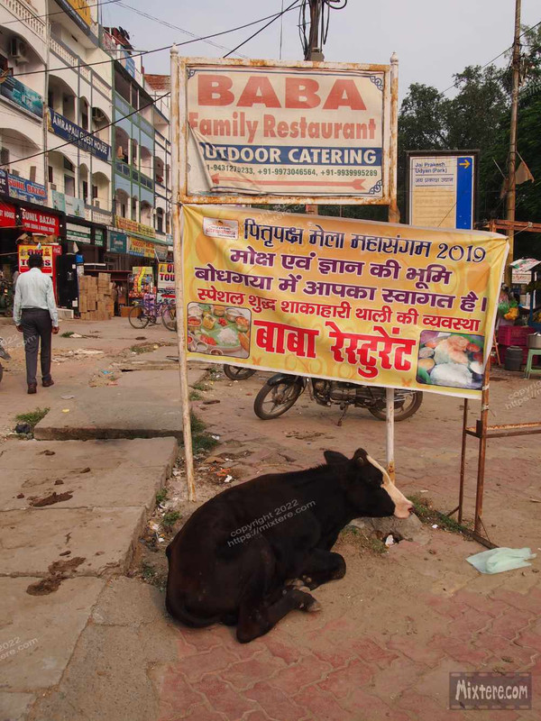 BBG&B6AroundTheGuesthousePics - 2