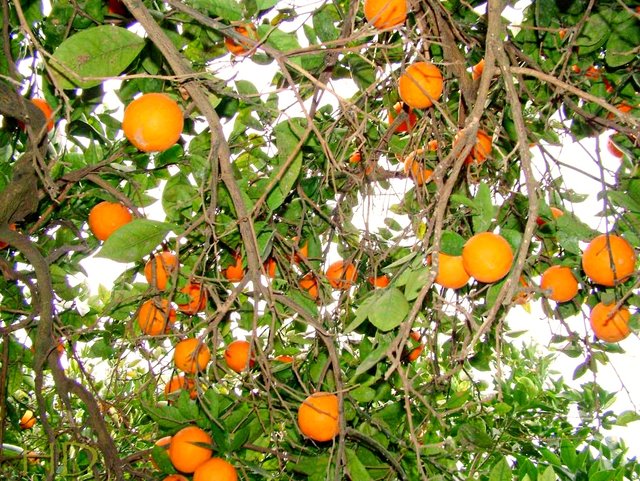 Orange-grove-Spain-HD.jpg