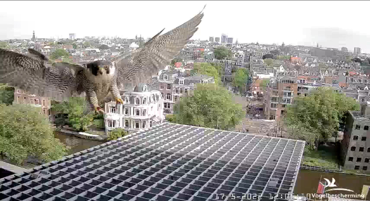 Amsterdam/Rijksmuseum screenshots © Beleef de Lente/Vogelbescherming Nederland Video-2022-05-17-120650-Moment-3