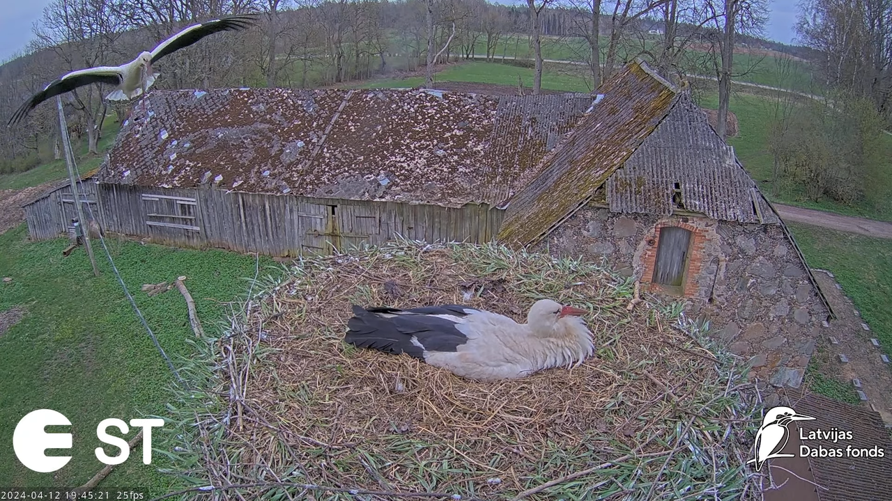 Baltie stārķi (Ciconia ciconia) Tukuma novadā - LDF tiešraide __ White storks in Tukums, Latvia 15-5
