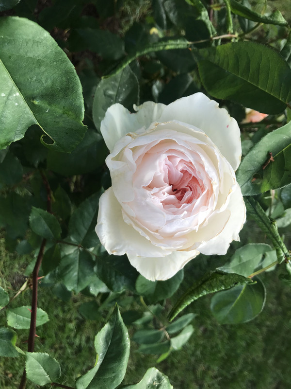 [Image: 0313-A336-6586-49-E4-B670-EDE927-A3-D361.jpg]