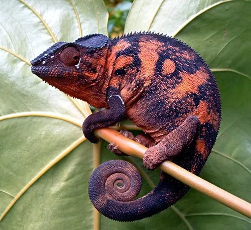 Chamaeleonidae Suprireinos Chamaeleonidae Suprireinos