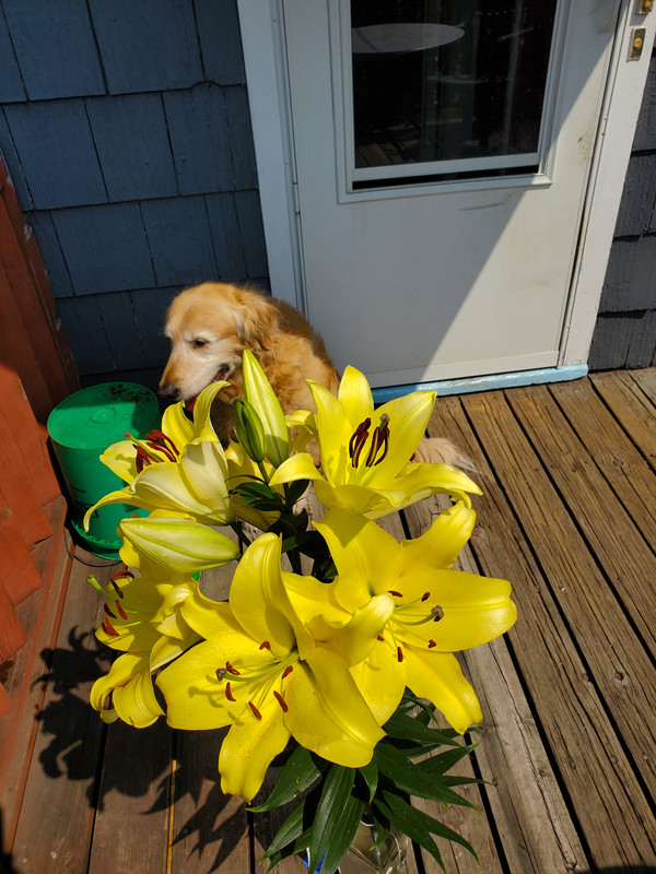 dog lily — Postimages