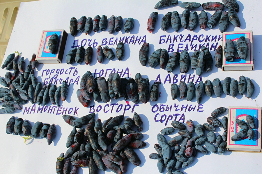 Жимолость в садах